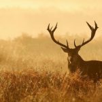 deer hunting checklist