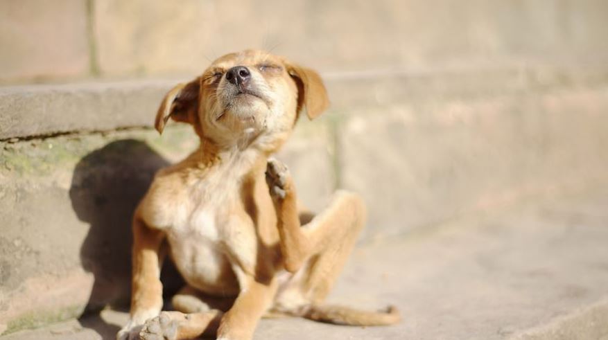 Ways to Reduce Allergens for Dogs