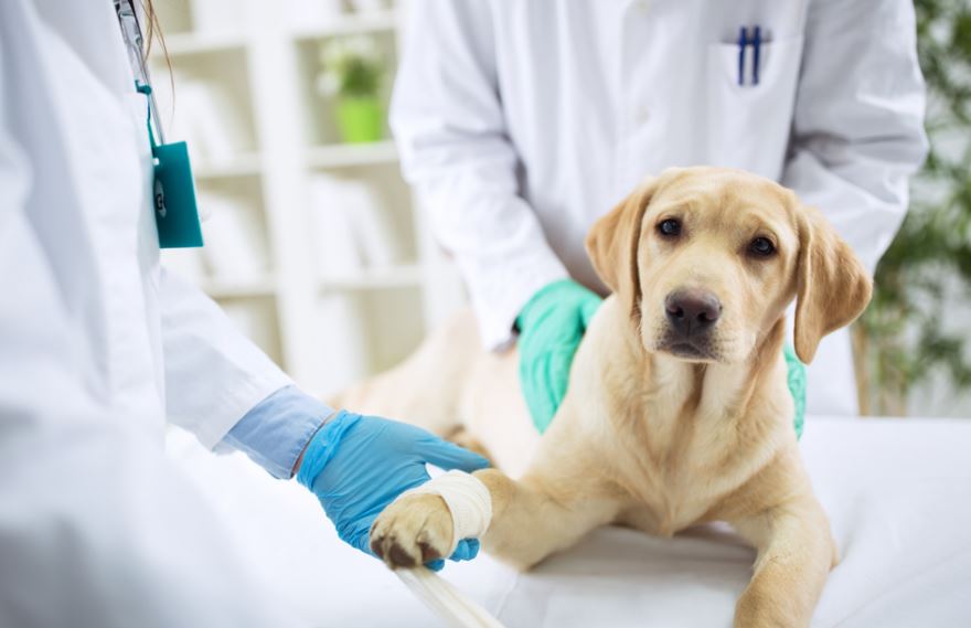 Five Tips for Pet Owners