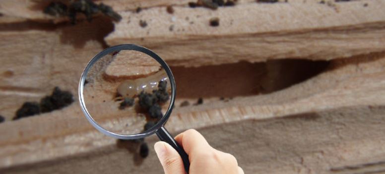 Insect Inspections – How to Detect Signs of Termites