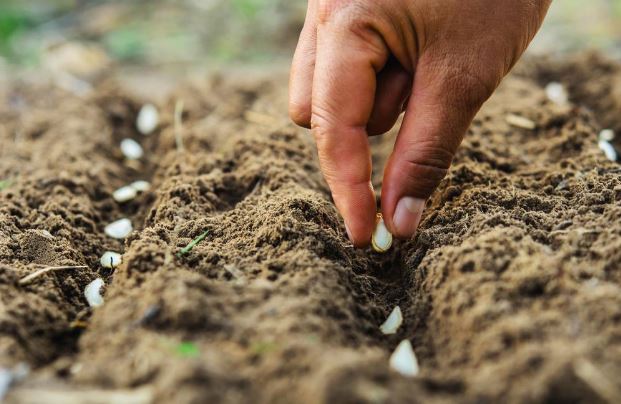 How to Choose the Right Irrigation System For Your Garden