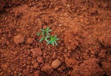 5 Ways to Improve the Quality of Your Soil improve the Quality of Your Soil