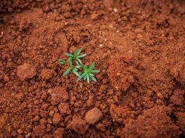 Increase the Quality of Your Soil