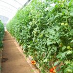 Why you should use the greenhouse to grow vegetables greenhouse to grow vegetables
