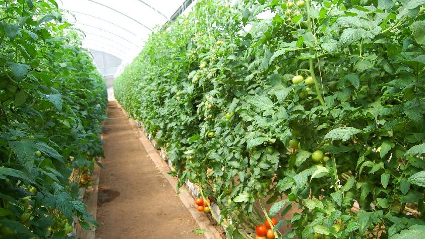 greenhouse to grow vegetables