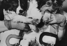 10 Most Famous Dogs in History Famous Dogs in History