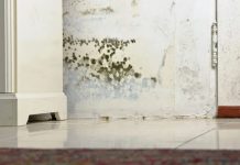 3 Excellent Ways to Kill Mold from Your House 3 Excellent Ways to Kill Mold from Your House
