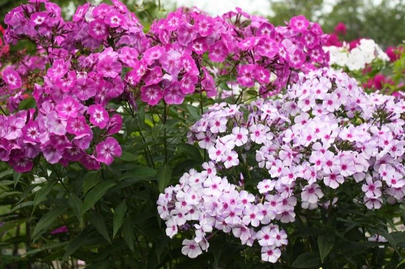 How to Keep Your Flower Garden Healthy