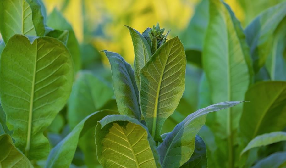 Scandinavian tobacco