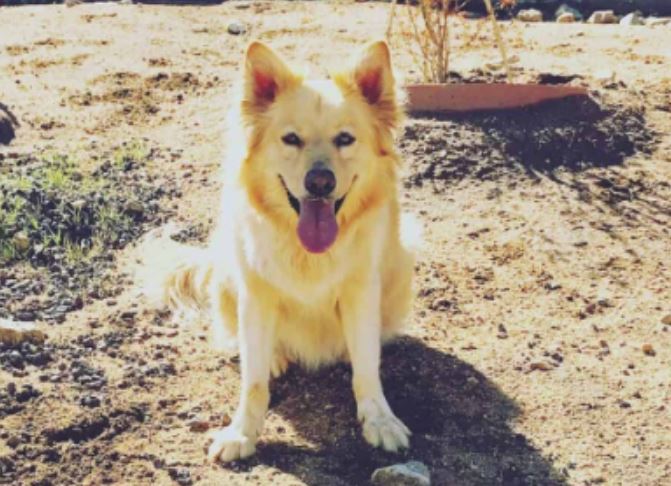 Which Husky Mix Is The Perfect Pet For You