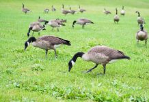 How to Keep Geese Away All You Should Know