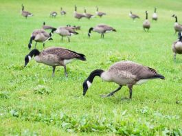 How to Keep Geese Away All You Should Know