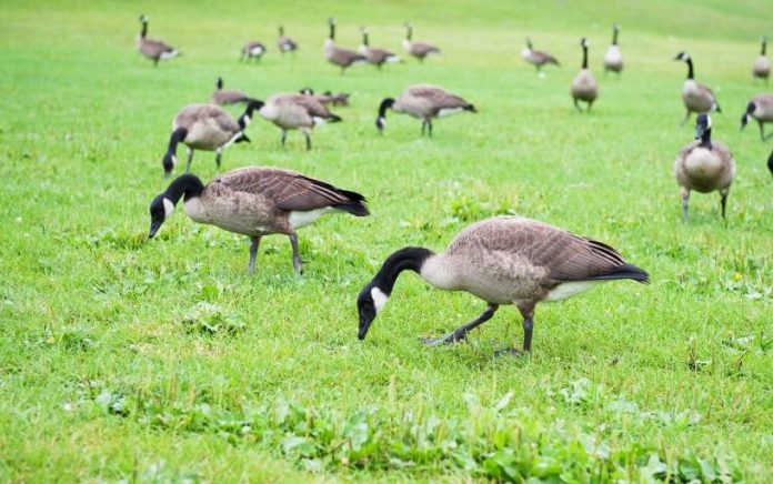 How to Keep Geese Away All You Should Know