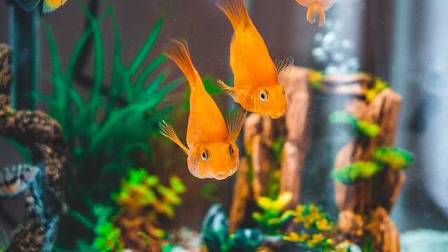 fish tank maintenance tips