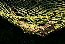 10 Best bearded dragon hammock