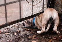 Understanding Whether You Need a Dog Guard Fence Need a Dog Guard Fence