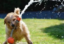 The complete guide to Garden Hose fittings garden hose details