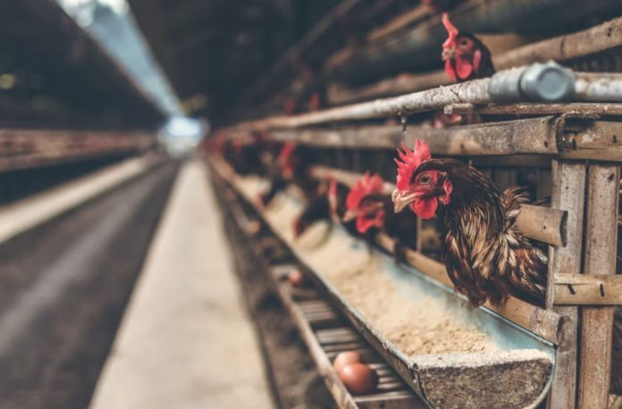 7 Poultry Farming Essentials for Successful Farming