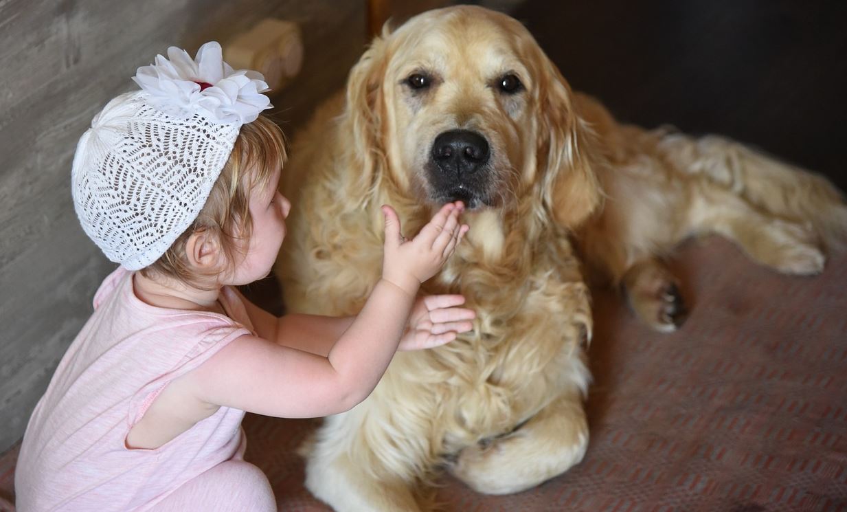 pets