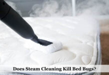 Does Steam Cleaning Kill Bed Bugs? Does Steam Cleaning Kill Bed Bugs