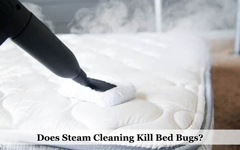Does Steam Cleaning Kill Bed Bugs