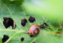 Pest-Proofing Your Garden: Tips for a Pest-Free Outdoor Space Tips for a Pest-Free garden
