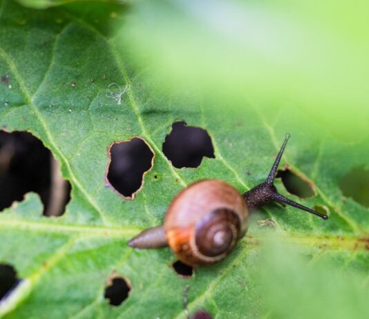 Pest-Proofing Your Garden: Tips for a Pest-Free Outdoor Space Tips for a Pest-Free garden